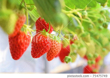 收穫前已長成紅色（紅臉頰）的草莓 75475749