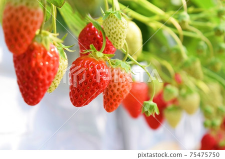 Pre-harvest strawberries that have grown red (red cheeks) 75475750
