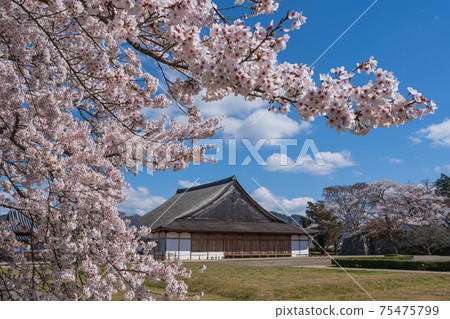 Shinoyama castle and cherry blossoms 75475799