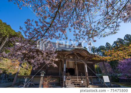 Tamba Kosanji Temple and Sakura Tamba Kosanji Temple and Sakura 75475800