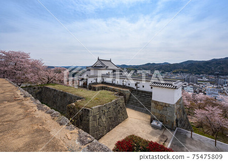 Tsuyama castle and cherry blossoms 75475809