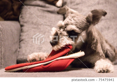 粗糙的迷你雪納瑞犬 粗糙的迷你雪納瑞犬 75475941