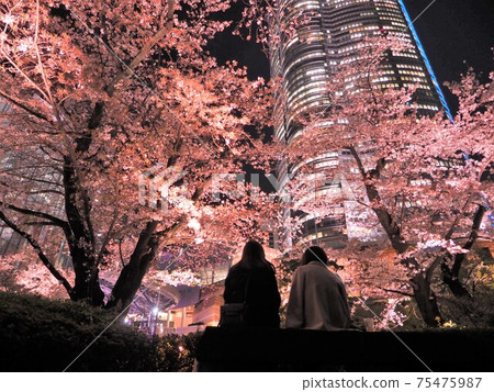Cherry-blossom viewing at Roppongi Hills Cherry-blossom viewing at Roppongi Hills 75475987