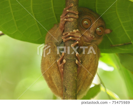 Tasha Tasha 75475989