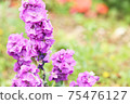 stock 75476127