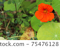 Nasturtium 75476128