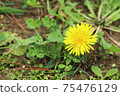 Dandelion flower 75476129
