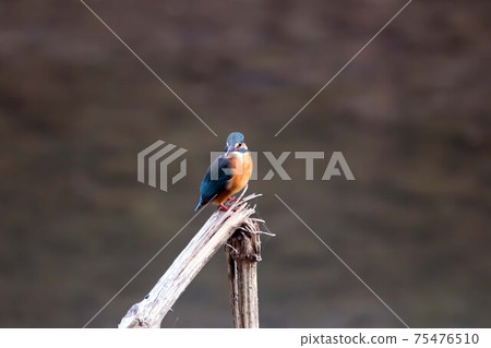 Wild bird kingfisher 75476510