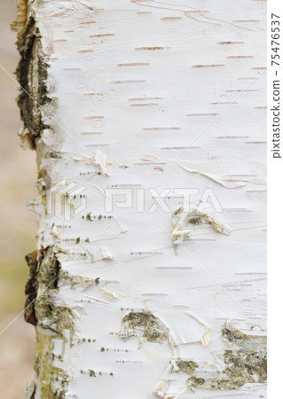Close-up of a birch trunk Close-up of a birch trunk 75476537