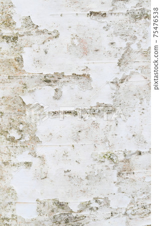 Close-up of birch bark [Texture] 75476538