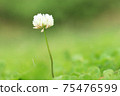 White flower flowers 75476599