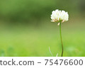 White flower flowers 75476600