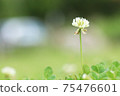 White flower flowers 75476601