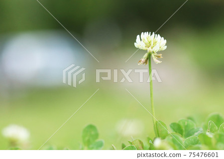 White flower flowers 75476601