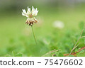 White flower flowers 75476602