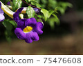 Kodachahazukazura 75476608