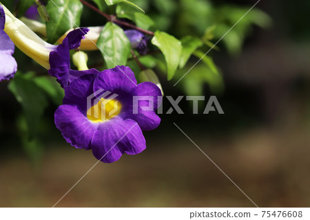 Kodachahazukazura 75476608