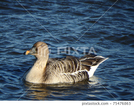 Bean goose swimming with cute round eyes 75476863