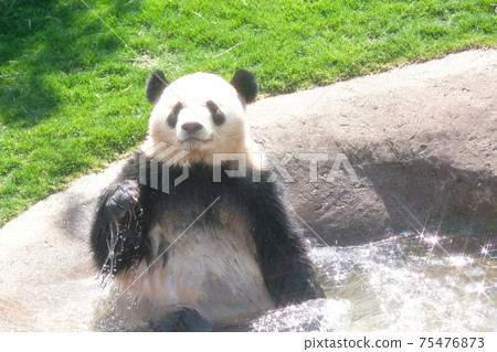 冒險世界熊貓 冒險世界熊貓 75476873