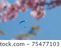 Paraglider flies in the field where cherry blossoms bloom 75477103