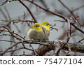 The white-eye on the plum tree after the rain is love love. 75477104