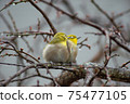 The white-eye on the plum tree after the rain is love love. 75477105