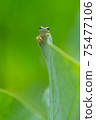 Blue frog standing on a lotus leaf 75477106