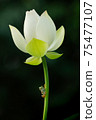 Blue frog taking a rest with white lotus flowers 75477107