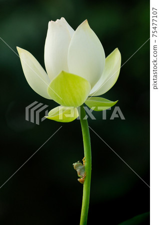 藍青蛙與白蓮花休息 75477107