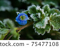 Late frost on the blue flowers of Persian speedwell 75477108