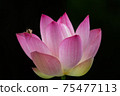 A grasshopper stands in the crimson flower lotus 75477113