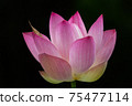 A grasshopper stands in the crimson flower lotus 75477114