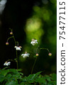 Summer fairy, Anemonopsis macrophylla blooms 75477115