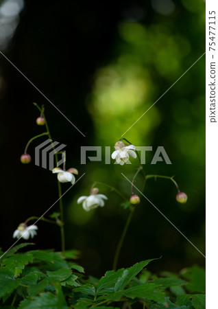 夏天的仙女,Anemonopsis macrophylla綻放 夏天的仙女,Anemonopsis macrophylla綻放 75477115