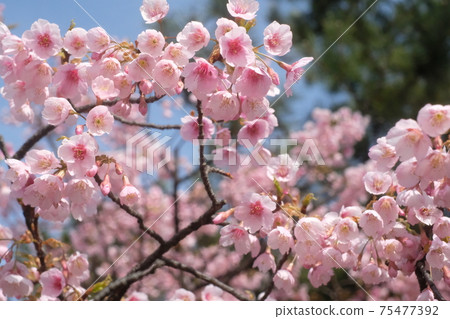 Sakura in Suminoe Park, Osaka Sakura in Suminoe Park, Osaka 75477392