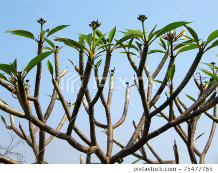 Flower and fruit plant Flower and fruit plant 75477765
