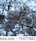 Sakura in Kawagoe Park 75477881
