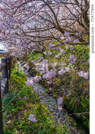 Spring in Japan Minamiashigara, Kanagawa Prefecture Harane Harane Spring Cherry Blossoms 75477904
