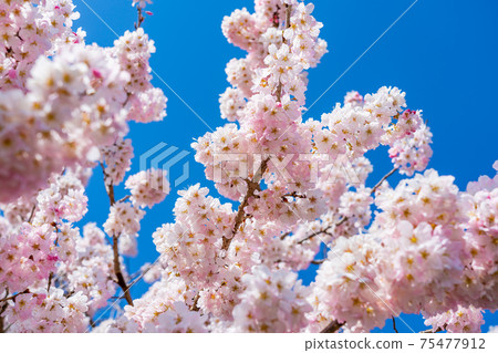 Spring in Japan Minamiashigara, Kanagawa Prefecture Harane Harane Spring Cherry Blossoms 75477912