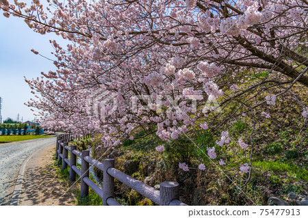 日本的春天神奈川縣南嵐市Harane Harane春天的櫻花 75477913