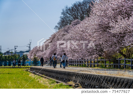 Spring in Japan Minamiashigara, Kanagawa Prefecture Harane Harane Spring Cherry Blossoms 75477927