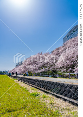 Spring in Japan Minamiashigara, Kanagawa Prefecture Harane Harane Spring Cherry Blossoms 75477929