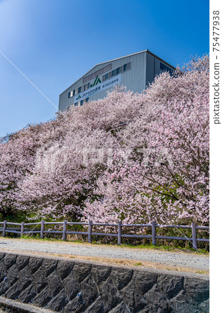 Spring in Japan Minamiashigara, Kanagawa Prefecture Harane Harane Spring Cherry Blossoms 75477938
