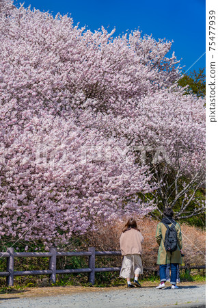 Spring in Japan Minamiashigara, Kanagawa Prefecture Harane Harane Spring Cherry Blossoms 75477939