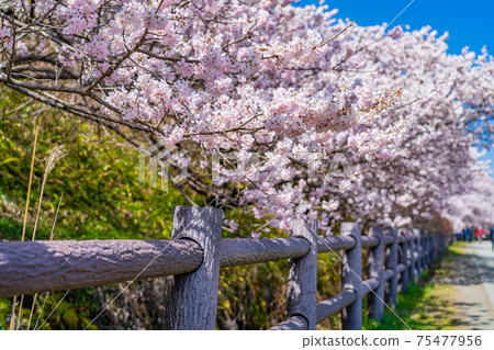 Spring in Japan Minamiashigara, Kanagawa Prefecture Harane Harane Spring Cherry Blossoms 75477956