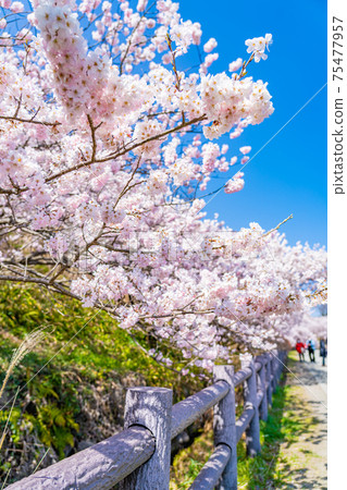Spring in Japan Minamiashigara, Kanagawa Prefecture Harane Harane Spring Cherry Blossoms 75477957