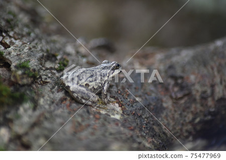 Frog resting on a tree 75477969