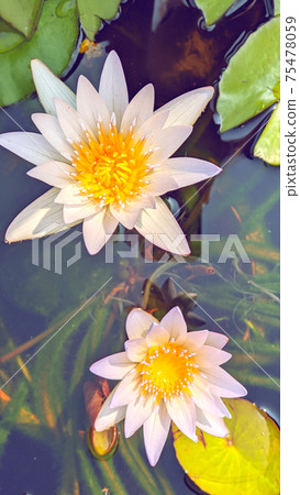 Water lily Water lily 75478059