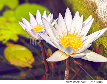 Water lily Water lily 75478060