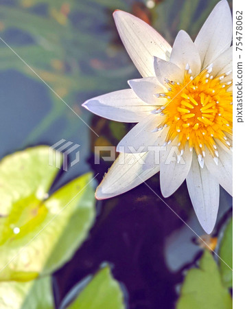 Water lily 75478062